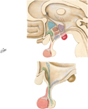 Hypothalamus, Hypophysis and Hypothalamohypophysial Tract