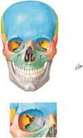 Skull: Anterior View