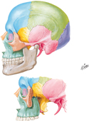 Skull: Lateral View