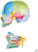 Cranium: Median Section