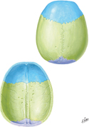 Calvaria