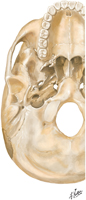 Cranial Base: Foramina and Canals (Inferior View)