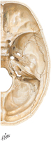 Cranial Base: Foramina and Canals (Superior View)