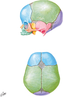 Cranium of Newborn