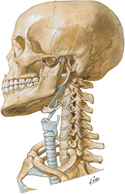 Skeleton of Head and Neck