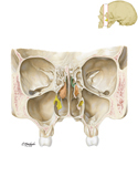 Skeleton of Nose and Paranasal Sinuses