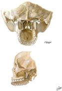 Cranium: Posterior and Lateral Views