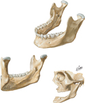 Mandible
