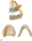 Teeth