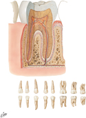 Tooth