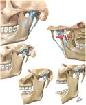 Temporomandibular Joint
