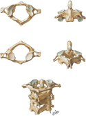 Cervical Vertebrae: Atlas and Axis