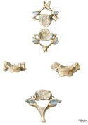 Cervical Vertebrae