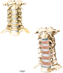 Cervical Part of Vertebral Column