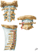 External Craniocervical Ligaments