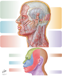 Cutaneous Nerves of Head and Neck