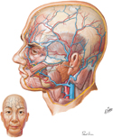 Superficial Arteries and Veins of Face and Scalp