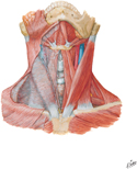 Muscles of Neck: Anterior View