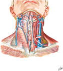 Superficial Veins of Neck