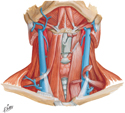 Infrahyoid and Suprahyoid Muscles