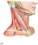 Muscles of Neck: Lateral View