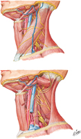 Nerves of Neck