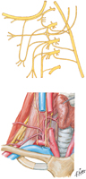 Nerves of Neck and Cervical Plexus