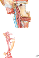 Carotid Arteries