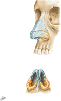 Skeleton of Nose