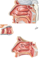 Lateral Wall of Nasal Cavity