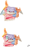 Lateral Wall of Nasal Cavity of Cranium