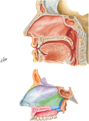 Nasal Septum: Medial Wall of Nasal Cavity