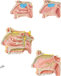 Nerves of Nasal Cavity