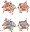 Vasculature of Nasal Cavity