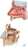 Paranasal Sinuses: Views of Paramedian Sections