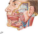Salivary Glands