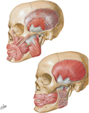 Muscles of Mastication: Masseter and Temporalis Muscle