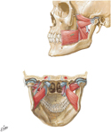 Muscles of Mastication: Pterygoid Muscles