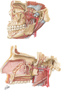 Maxillary Artery