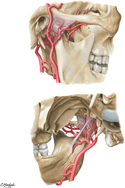 Superficial Temporal and Maxillary Arteries