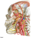 Infratemporal Fossa: Inferolateral View