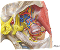 Infratemporal Fossa: Superior View