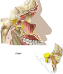 Trigeminal Nerve: Maxillary Division (CN V2)