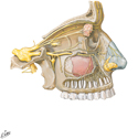 Ophthalmic and Maxillary Nerves