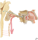 Nasal Cavity: Autonomic Innervation