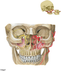 Nerves and Arteries of Midface