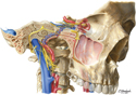 Cranial Base: Nerves and Blood Vessels