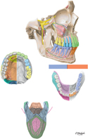 Oral Cavity and Tongue: Sensory Innervation