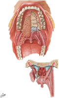 Palate: Roof of Oral Cavity