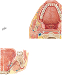 Tongue and Salivary Glands: Sections